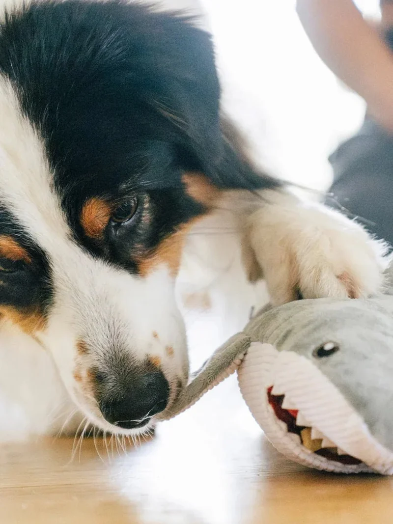 Peluche pour chien Requin Blanc Ocean Buddies Pet PLAY 🦈
