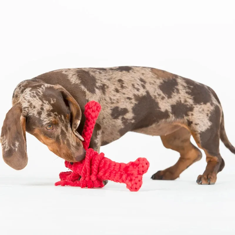 Jouet en corde pour chien Hugo Hummer LABONI 🦞
