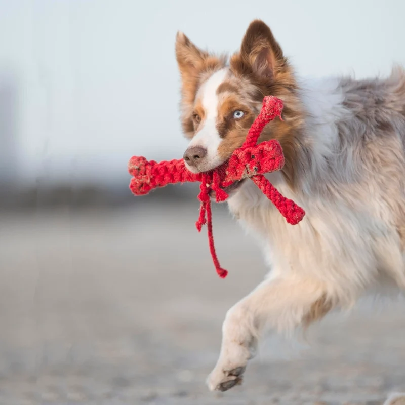 Jouet en corde pour chien Hugo Hummer LABONI 🦞