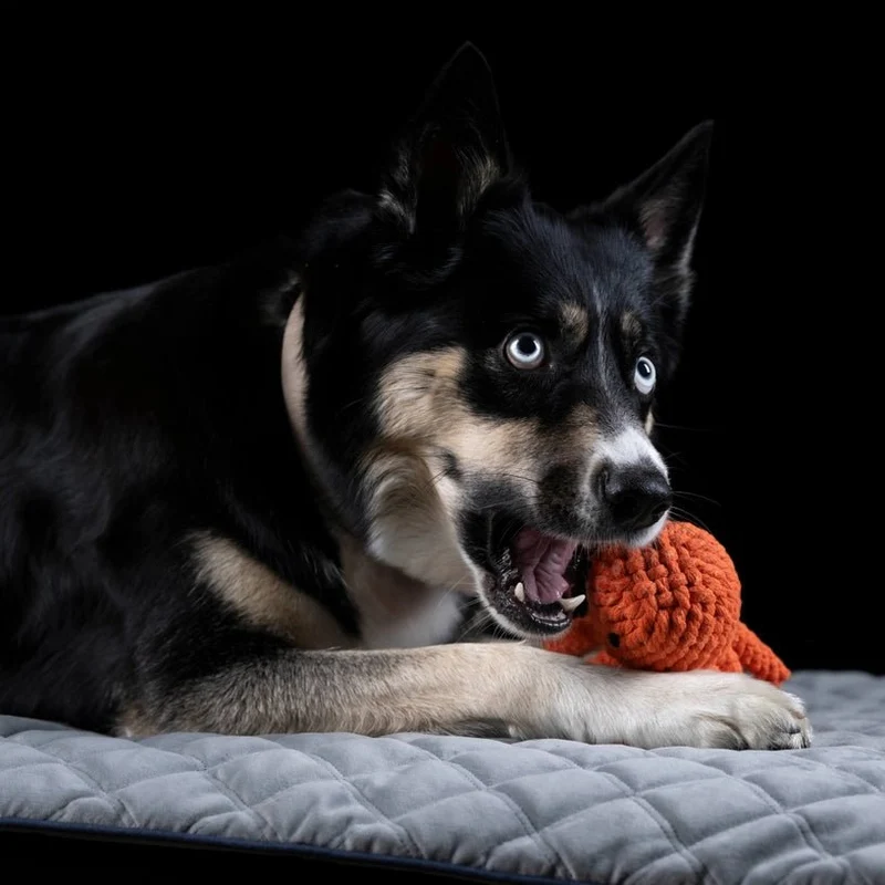 Jouet en corde pour chien Carlo Tentacule LABONI 🐙