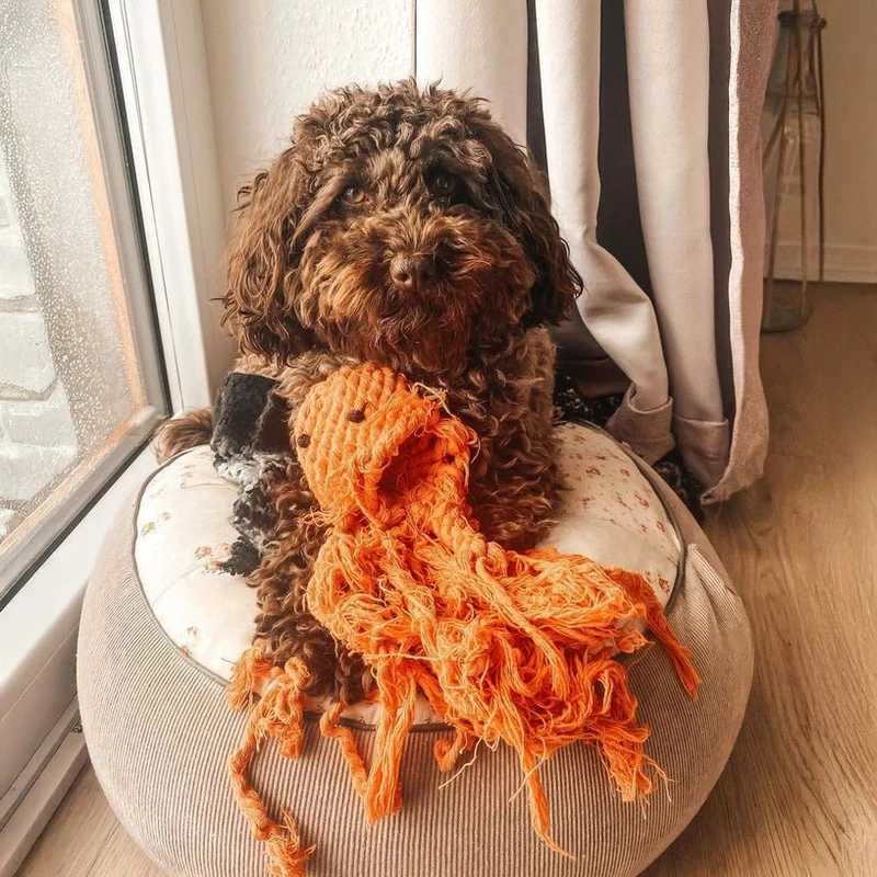 Jouet en corde pour chien Carlo Tentacule LABONI 🐙