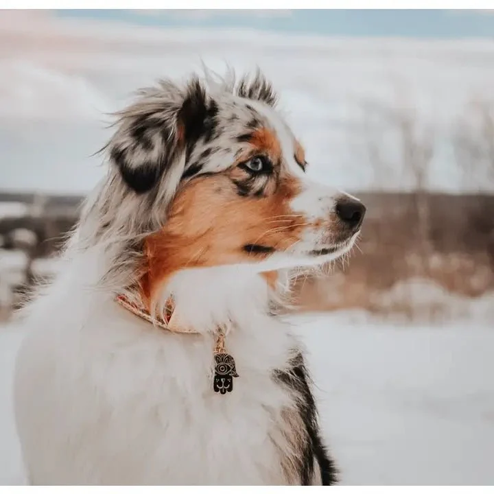 Médaille gravée pour chien personnalisable Hamsa Protection