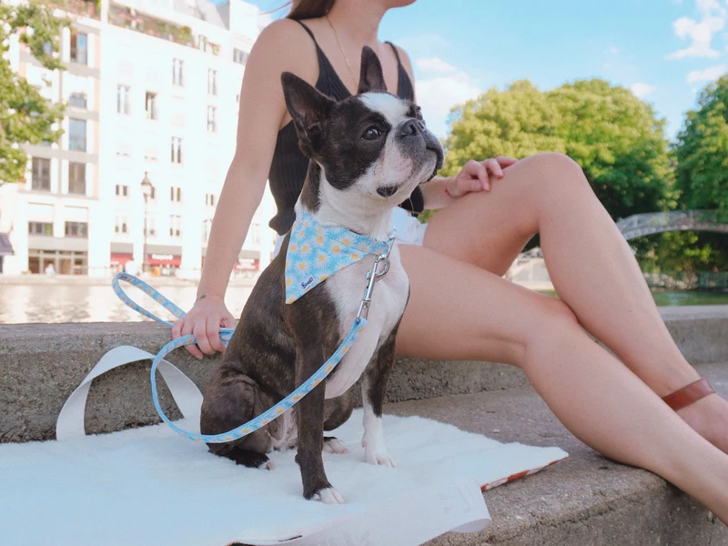 Panier d'appoint pour chien