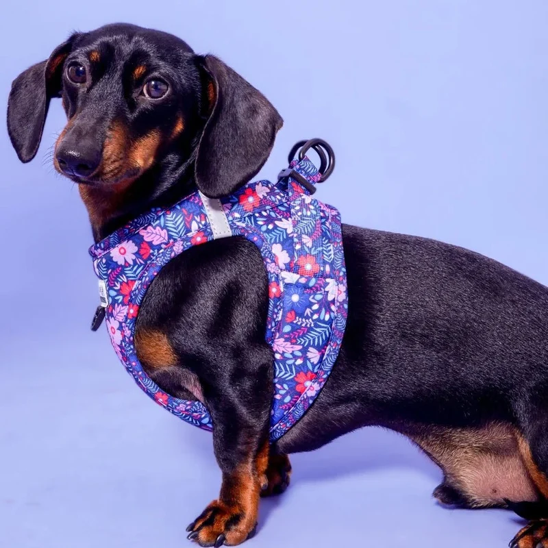 Harnais step-in pour chien Violala Arizona Hotdogs floral