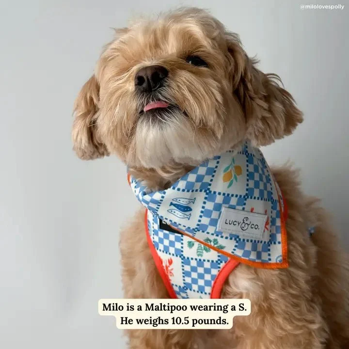Bandana pour chien ensoleillé en Sicile Lucy & Co. – charme solaire