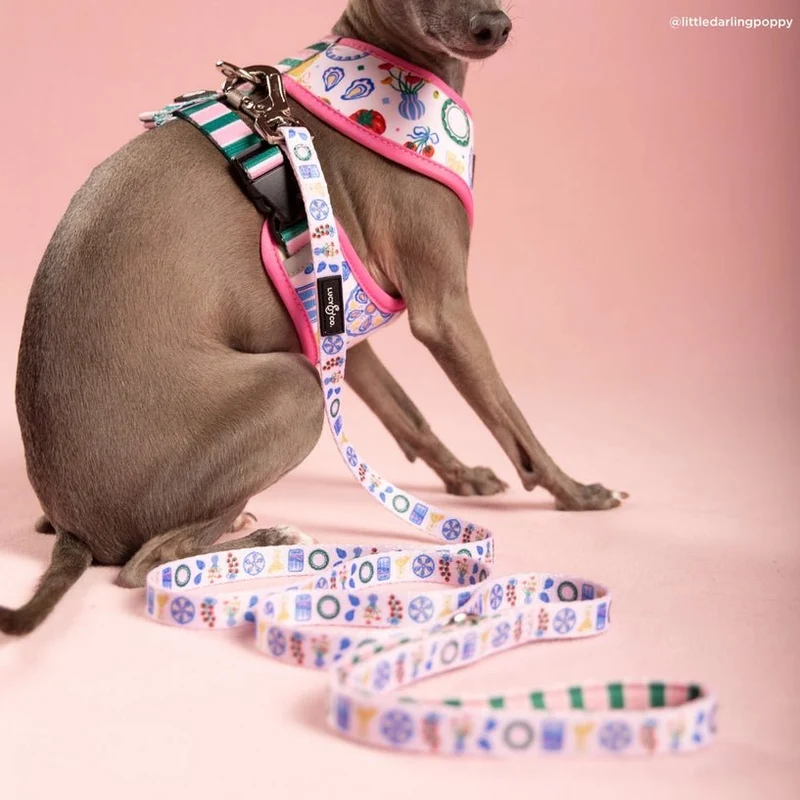 Laisse pour chien dolce vita Lucy & Co. – élégance & sécurité