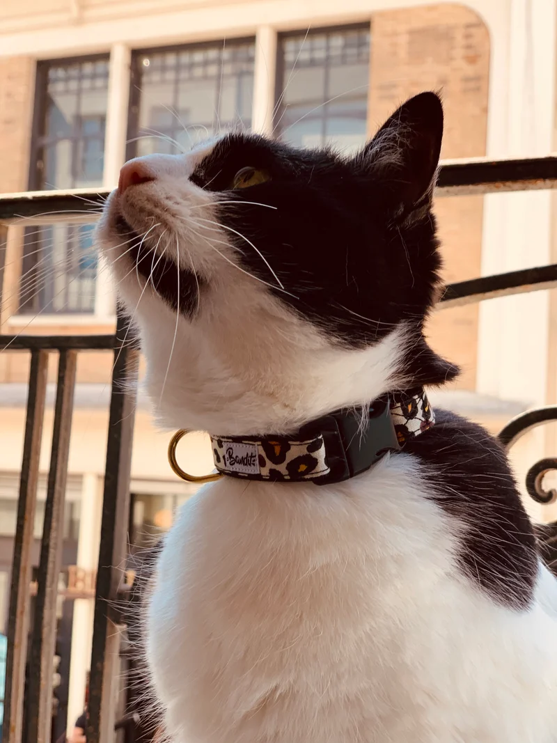Collier pour chat motif léopard