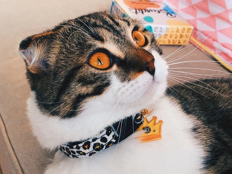 Collier pour chat motif léopard
