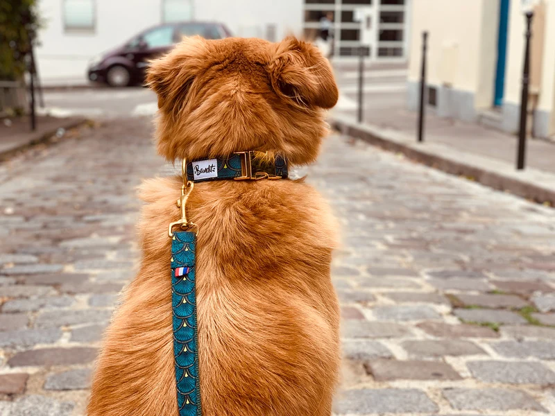 Laisse pour chien verte