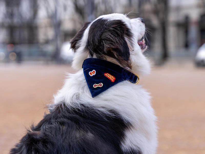 Bandana de Noël en velours bleu