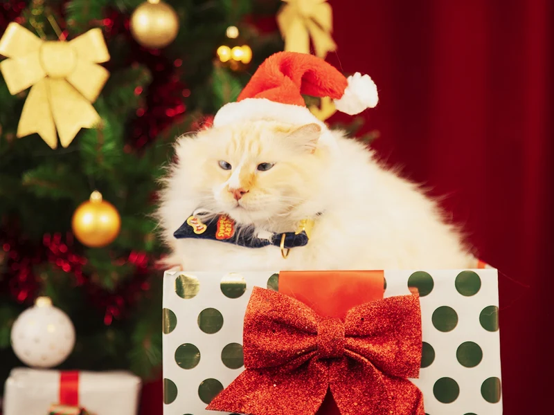 Bandana de Noël pour chat en velours bleu
