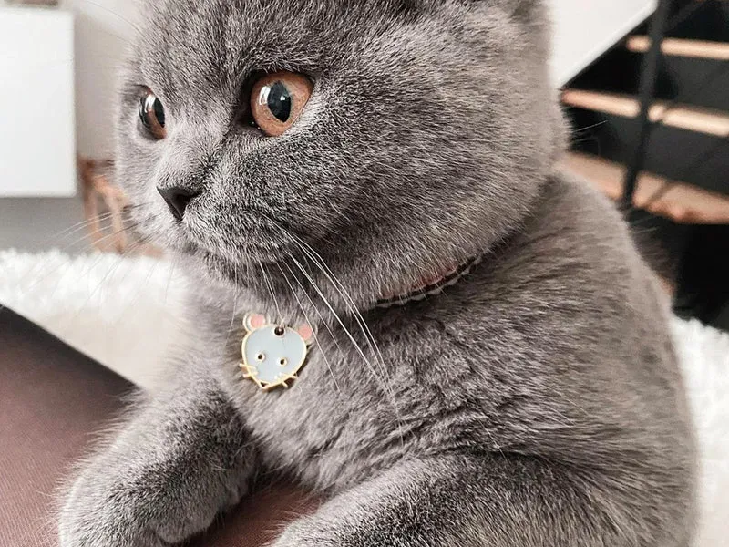 La médaille souris à graver pour chat