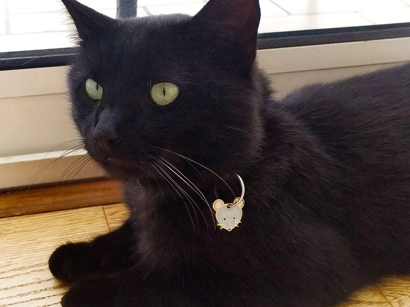 La médaille souris à graver pour chat