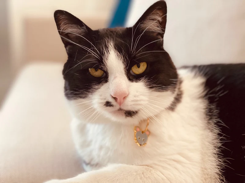 La médaille souris à graver pour chat