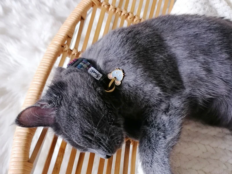 La médaille souris à graver pour chat