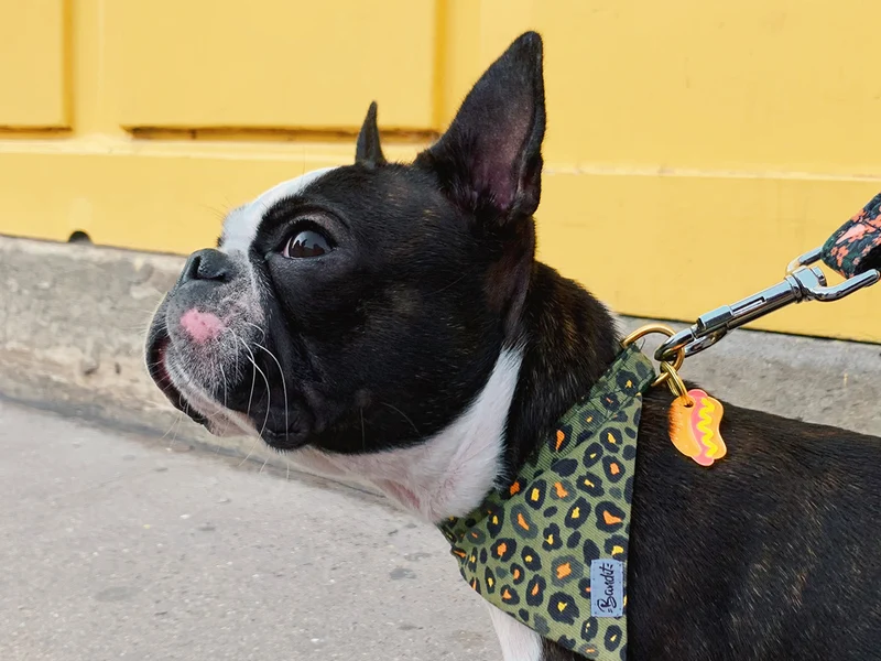 Médaille hot dog pour chien