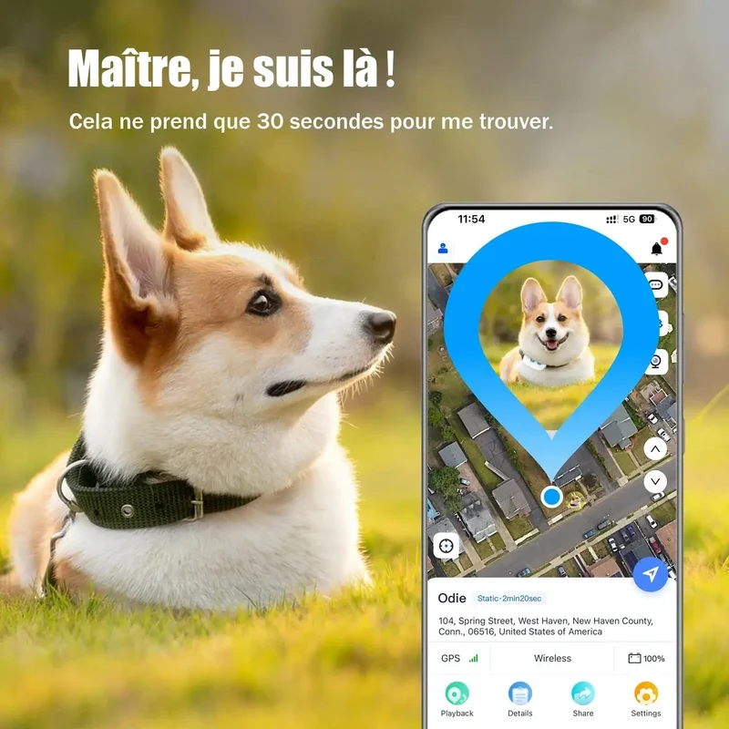 Colliers reperage pour chiens