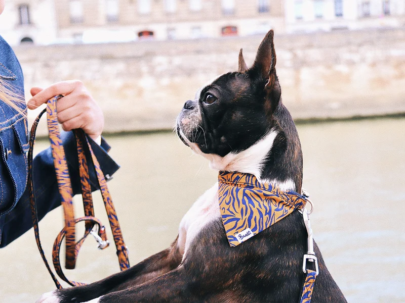 Bandana tigré orange et bleu