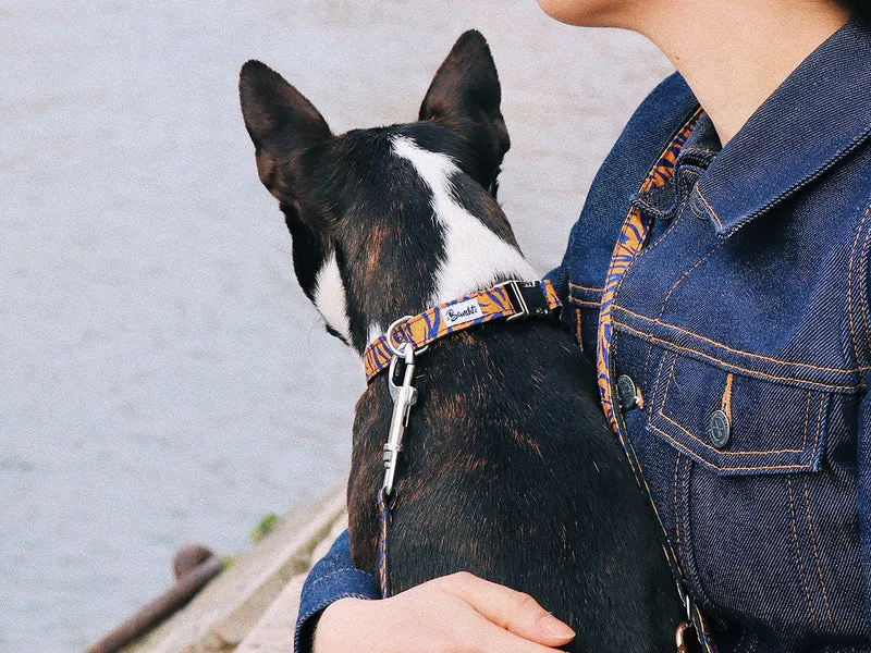 Collier motif tigré orange et bleu