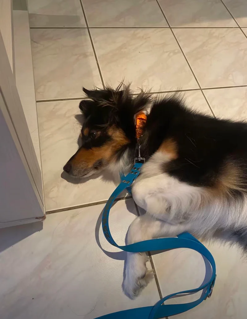 Laisse multiposition personnalisée pour chien - Biothane 25 mm