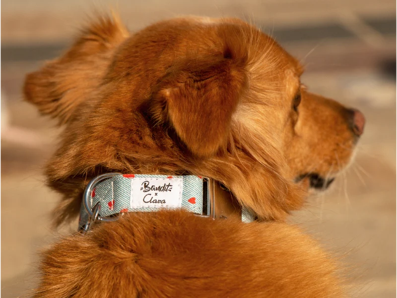 Collier pour chien en denim