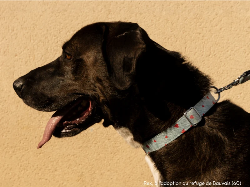 Collier pour chien en denim