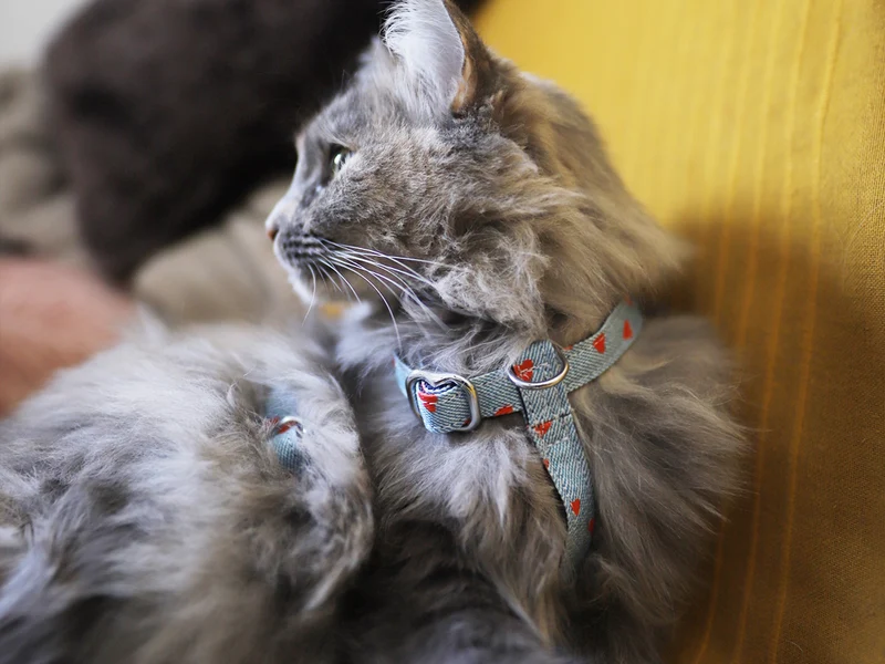 Le harnais pour chat en denim