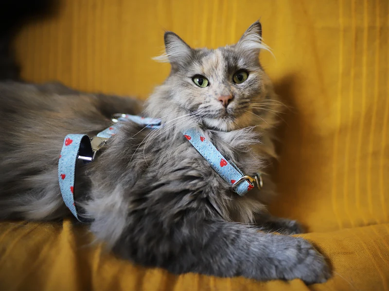 Le harnais pour chat en denim