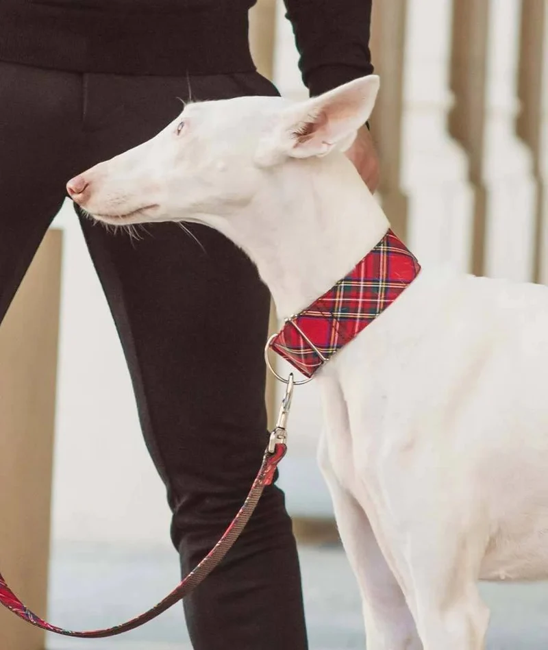 Collier martingale lévrier tartan rouge Tremp – Style affirmé