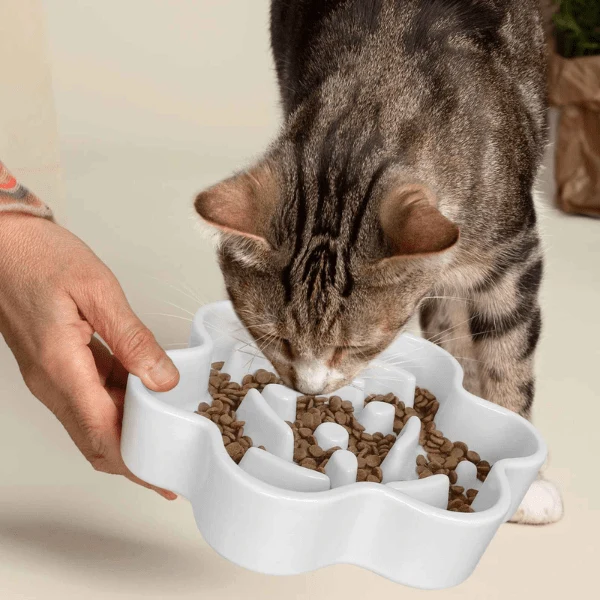 Gamelle anti glouton chat - Céramique design griffe - Tempo Croc™
