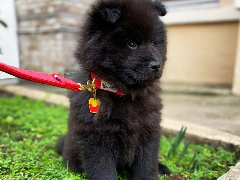 Médaille frites pour chien