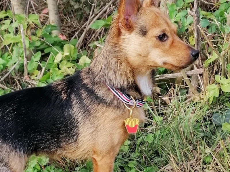 Médaille frites pour chien