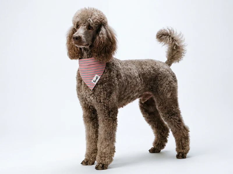 Bandana pour chien bleu blanc rouge