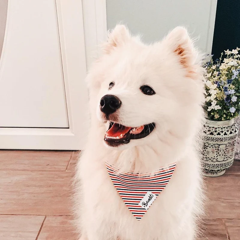 Bandana pour chien bleu blanc rouge