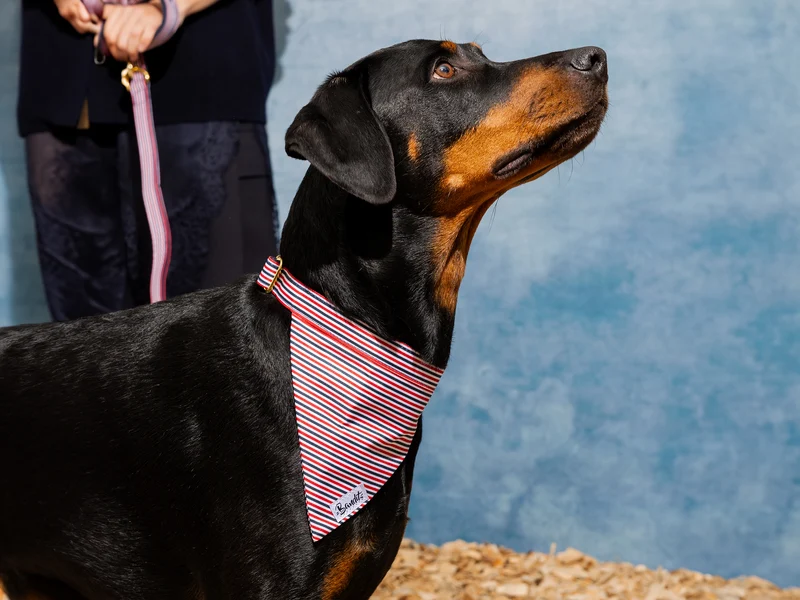 Bandana pour chien bleu blanc rouge