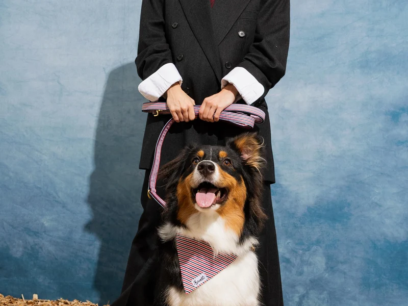 Laisse pour chien bleu blanc rouge