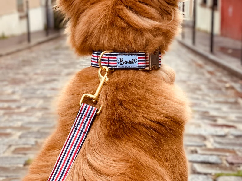 Collier chien bleu blanc rouge