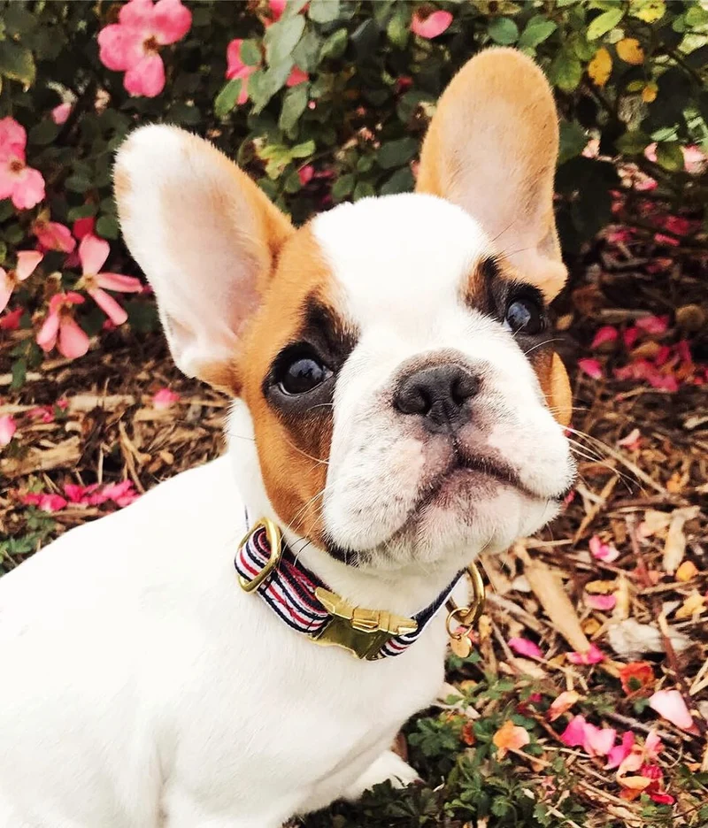 Collier chien bleu blanc rouge
