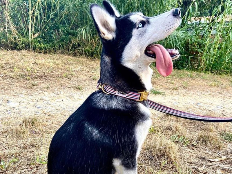 Collier chien bleu blanc rouge