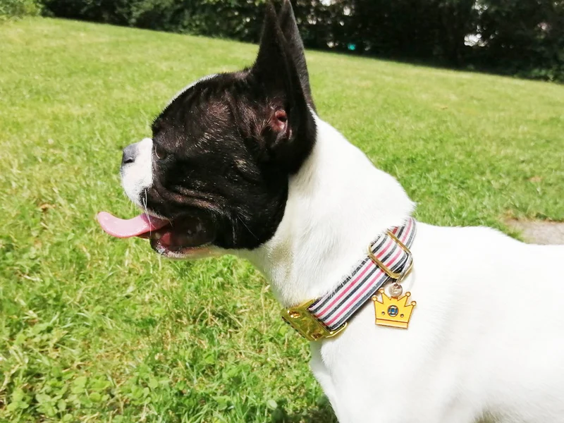 Collier chien bleu blanc rouge