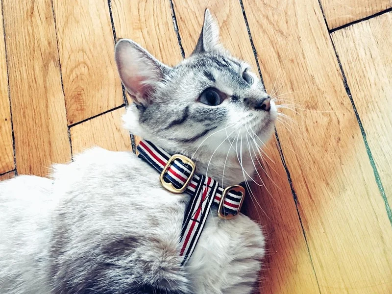 Harnais chat bleu blanc rouge