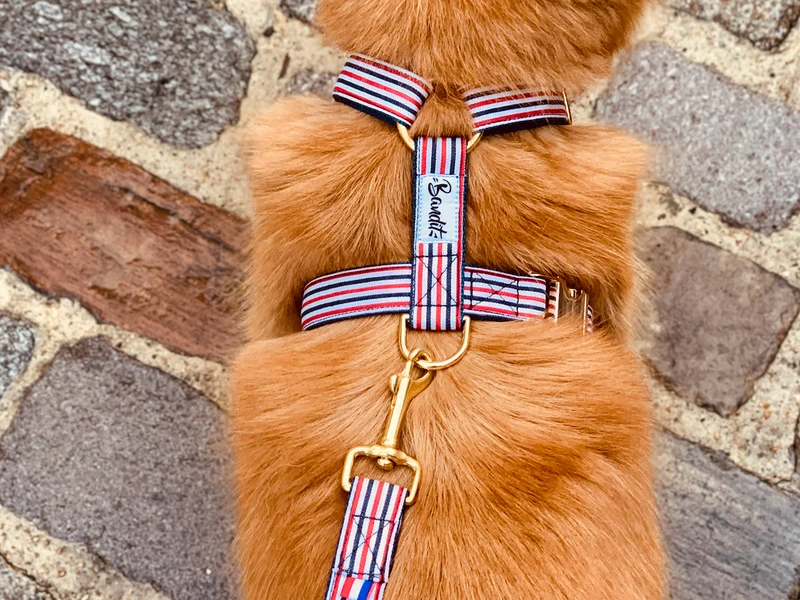 Harnais chien bleu blanc rouge