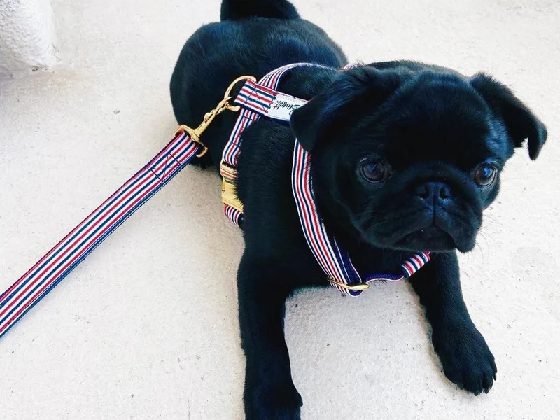 Harnais chien bleu blanc rouge