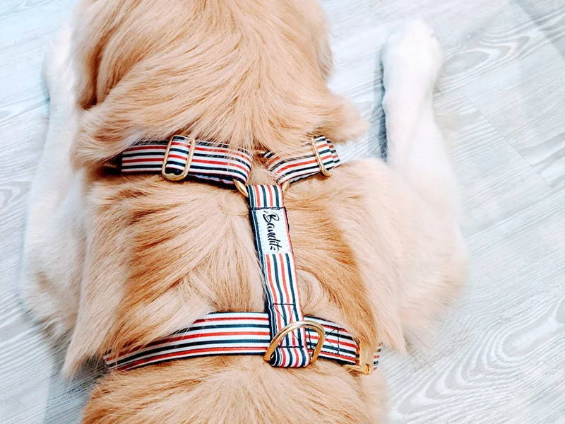 Harnais chien bleu blanc rouge