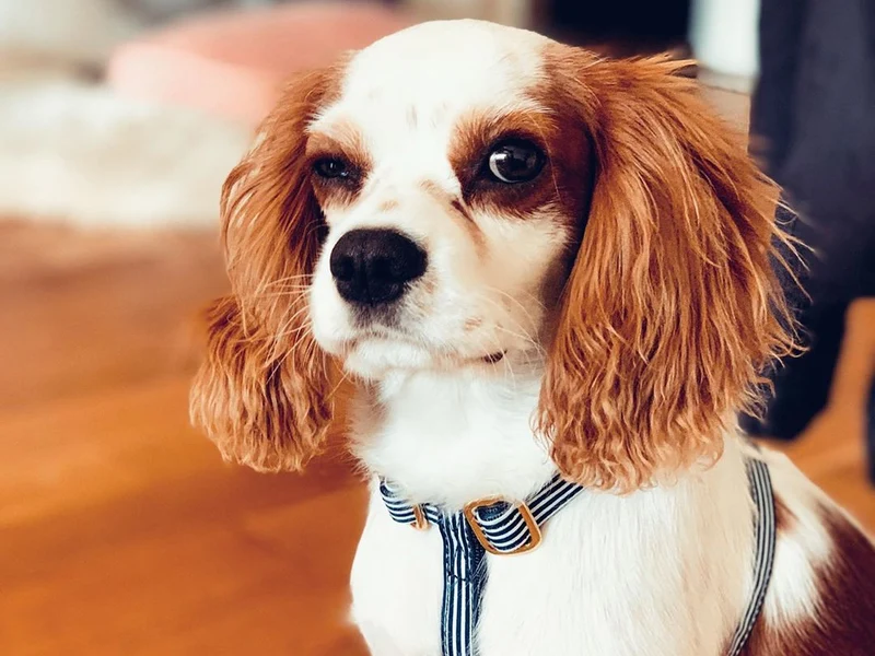 Harnais pour chien motif marin