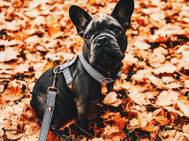 Harnais pour chien motif marin