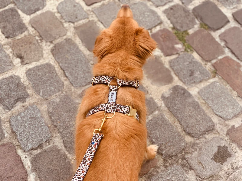 Harnais pour chien motif léopard