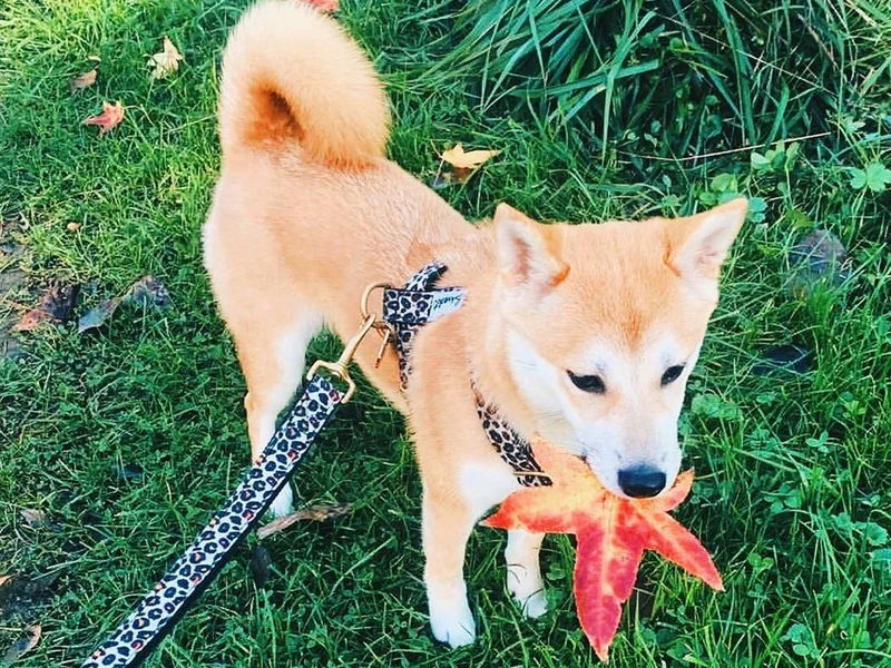 Harnais pour chien motif léopard