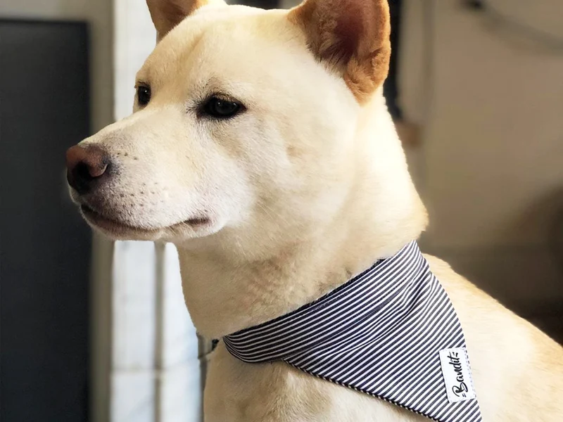 Bandana pour chien rayé bleu et blanc