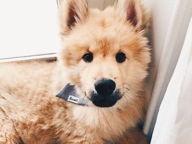 Bandana pour chien rayé bleu et blanc